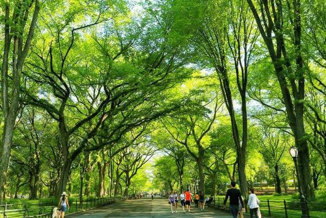Công viên xanh mang đến bầu không khí trong lành, mát mẻ. Giúp mọi người thư giãn ngay cả khi thời tiết Sài Gòn oi bức nhất.